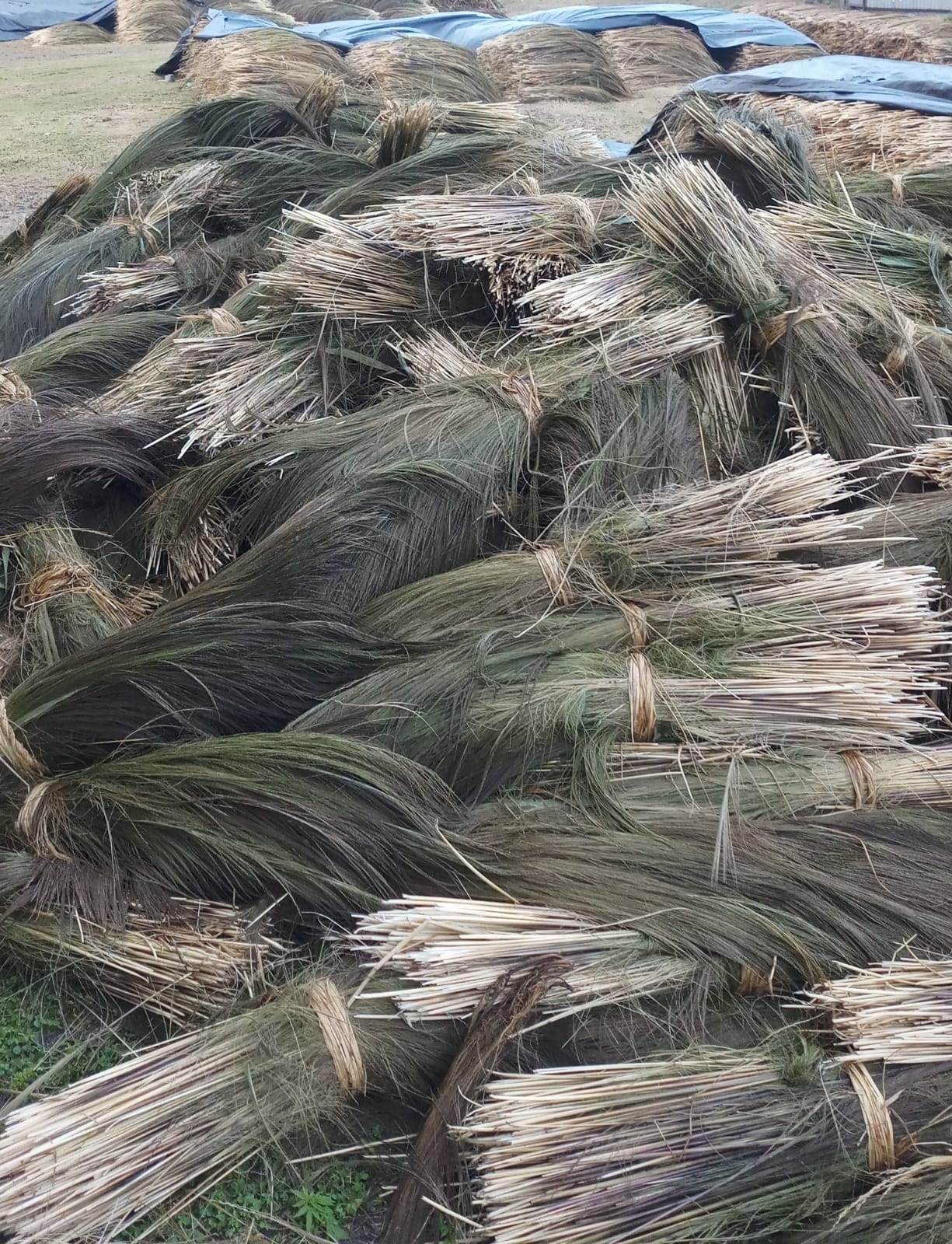 Raw grass bundles in the field