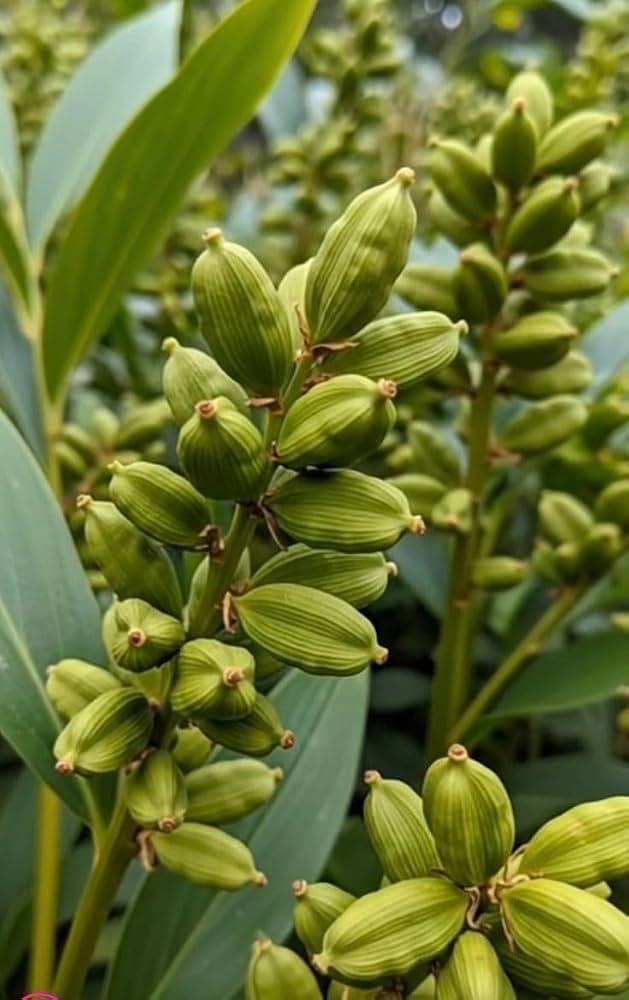 Green cardamom growing on plant